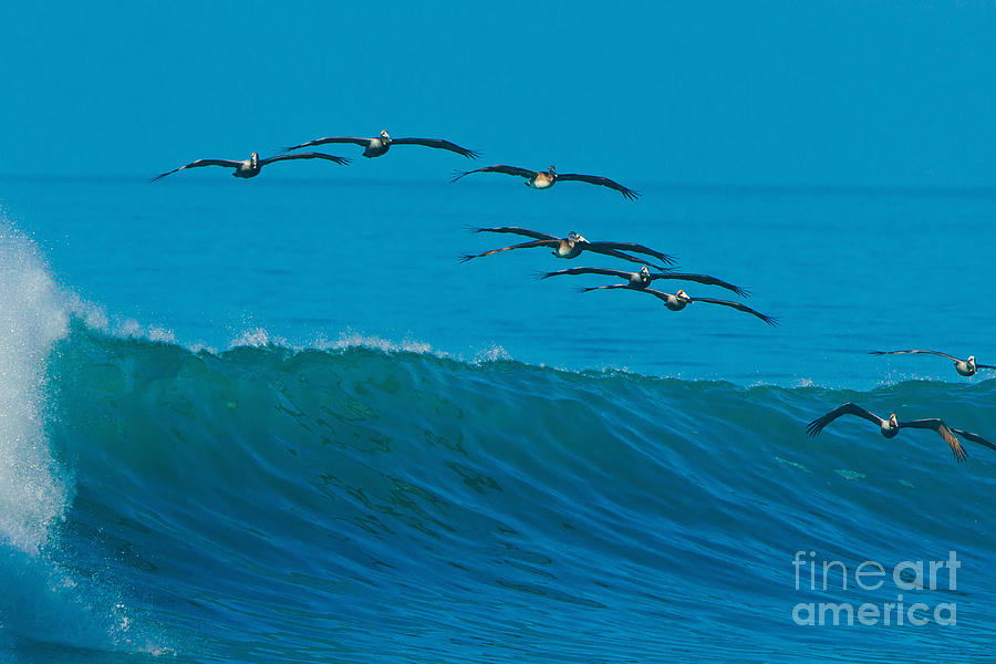 Brown Pelicans Photograph by B.G. Thomson