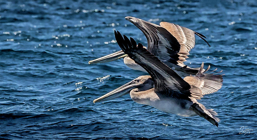Brown Pelicans Photograph by Endre Balogh