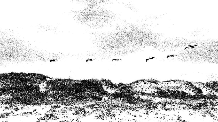 Brown Pelicans Glide Over the Dunes Photograph by Debra Martz