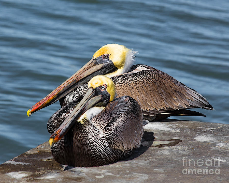 Pelican Photograph - Brown Pelicans - Goose Island, Texas by TN Fairey