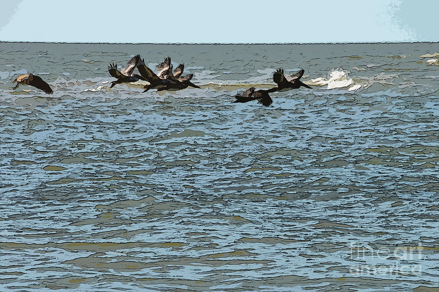 Brown Pelicans in Flight 4 Photograph by Bob Phillips