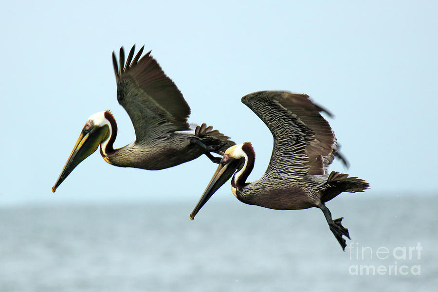 Brown Pelicans In Flight Photograph by Jim Beckwith - Pixels