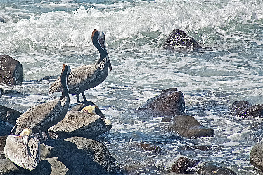 Brown Pelicans in Puerto Penasco Bay from the Malecon in Sonora-Mexico   Photograph by Ruth Hager