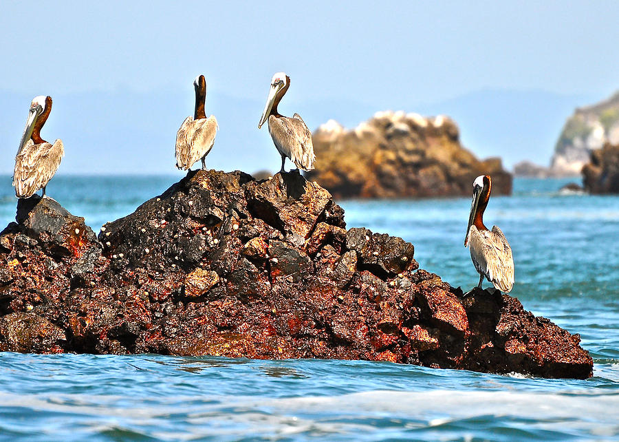Brown Pelicans in the Gulf of Panama Photograph by Don Mercer
