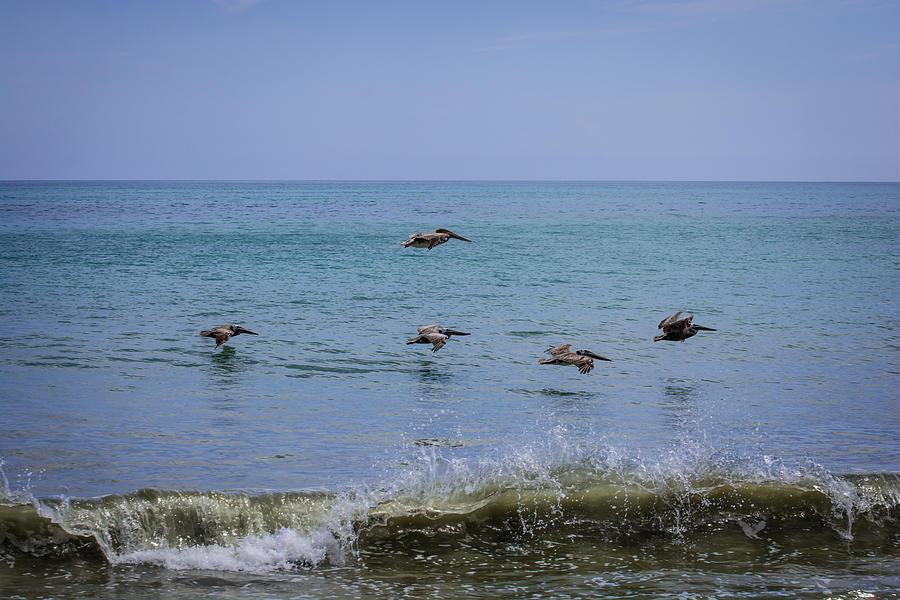Pelican Photograph - Brown pelicans over the ocean by Zina Stromberg