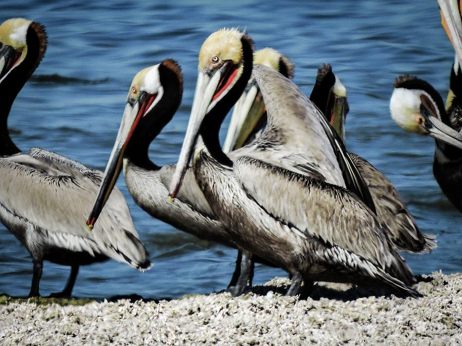 Brown Pelicans preening Photograph by Gaelyn Olmsted
