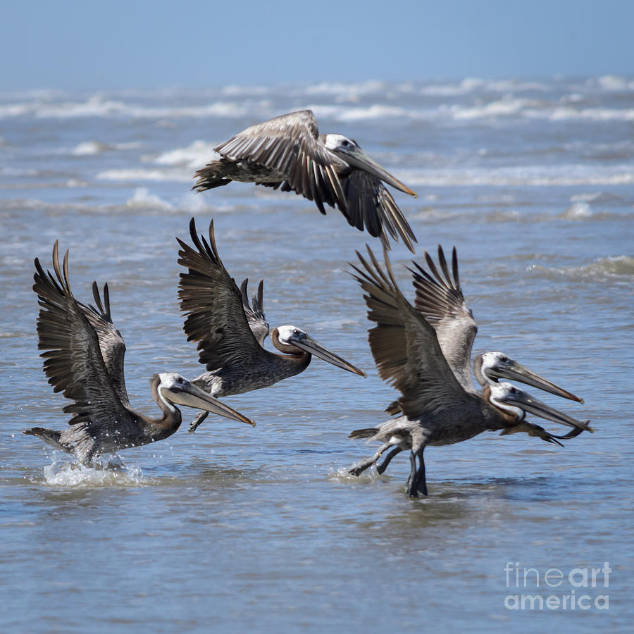 Brown Pelicans Take Flight Photograph by Debra Martz