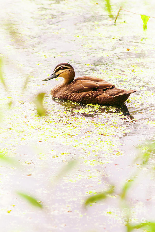 Duck Photograph - Brown pond duck by Jorgo Photography