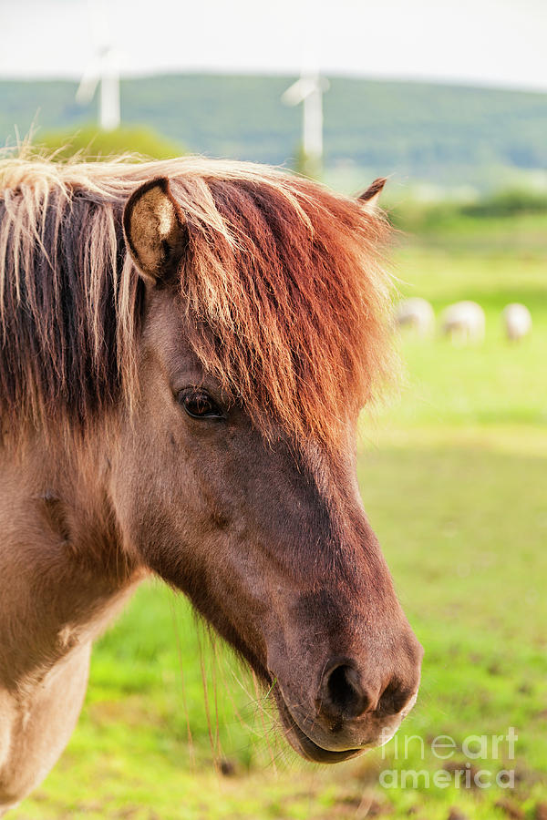 Nature Photograph - Brown pony i paddock by Sophie McAulay