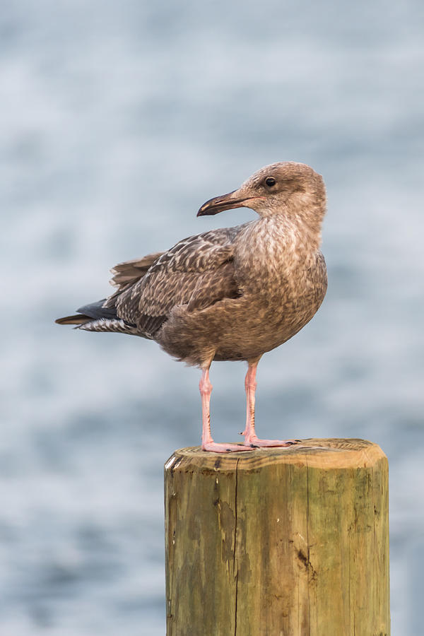 Brown Seagull Jersey Shore New Jersey Photograph by Terry DeLuco