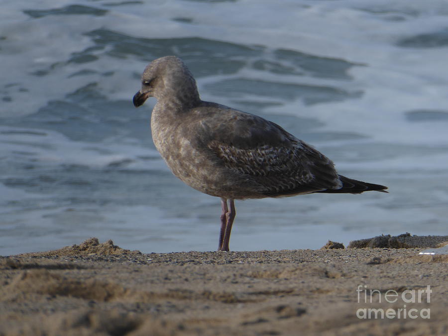 Brown seagull Photograph by Art By Margaret - Fine Art America