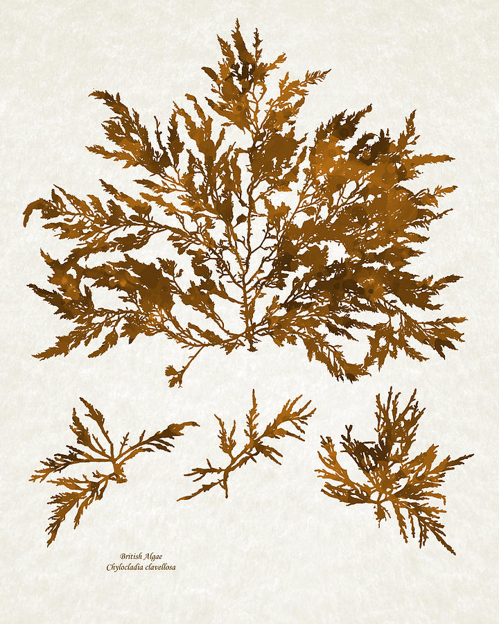 Brown Kelp Seaweed Art Chylocladia Clavellosa Mixed Media by Christina Rollo