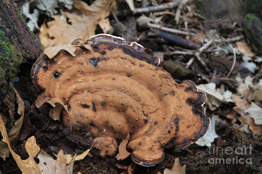 Brown Shelf Mushroom  Photograph by Rick Rauzi