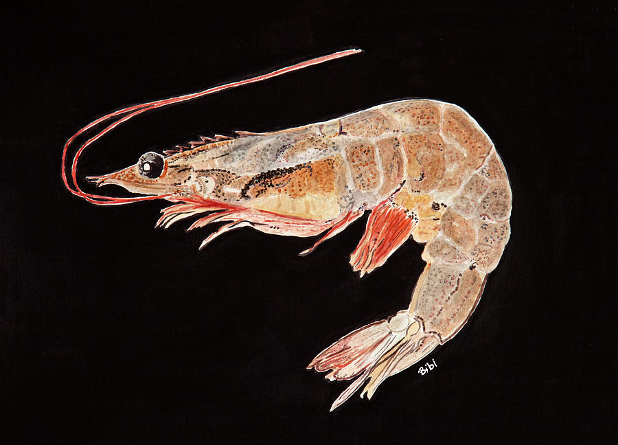 Brown Shrimp 1 Painting by Bibi Gromling