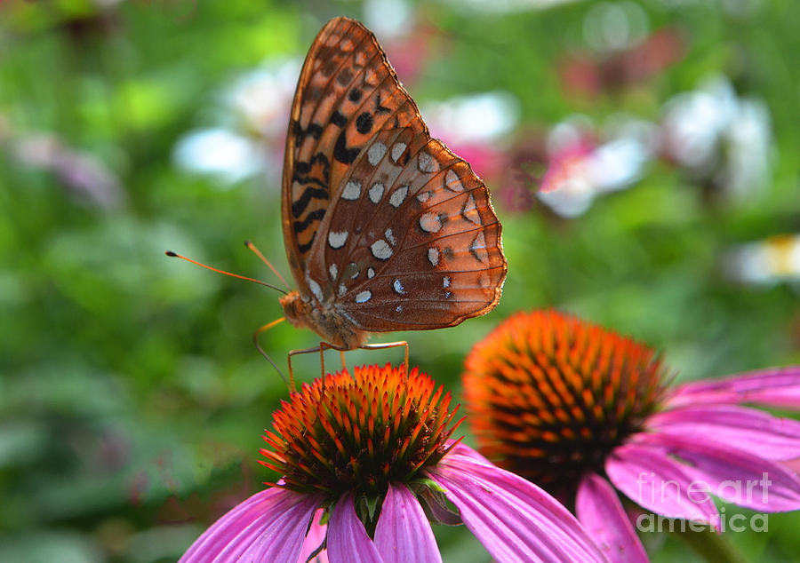 Brown Silver Butterfly on Cone Flower Photograph by Amy Lucid