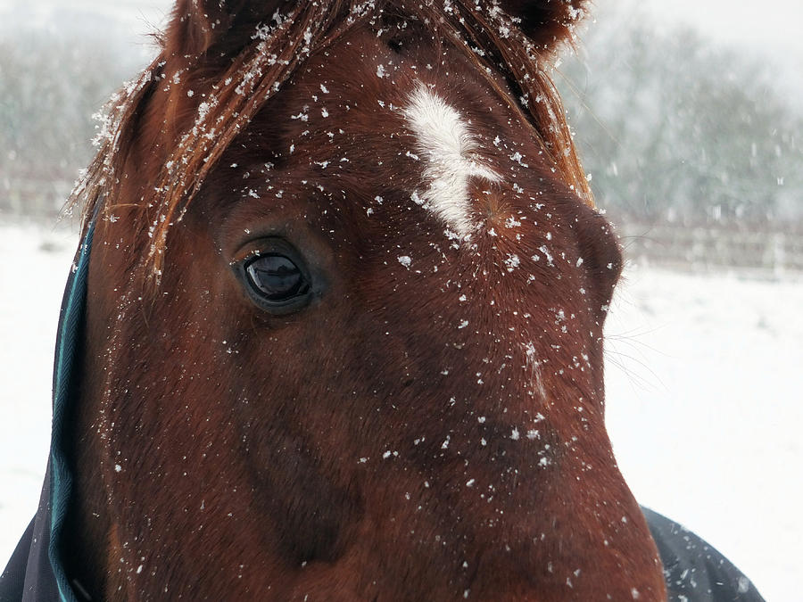 Brown Snow Horse Photograph by Philip Openshaw