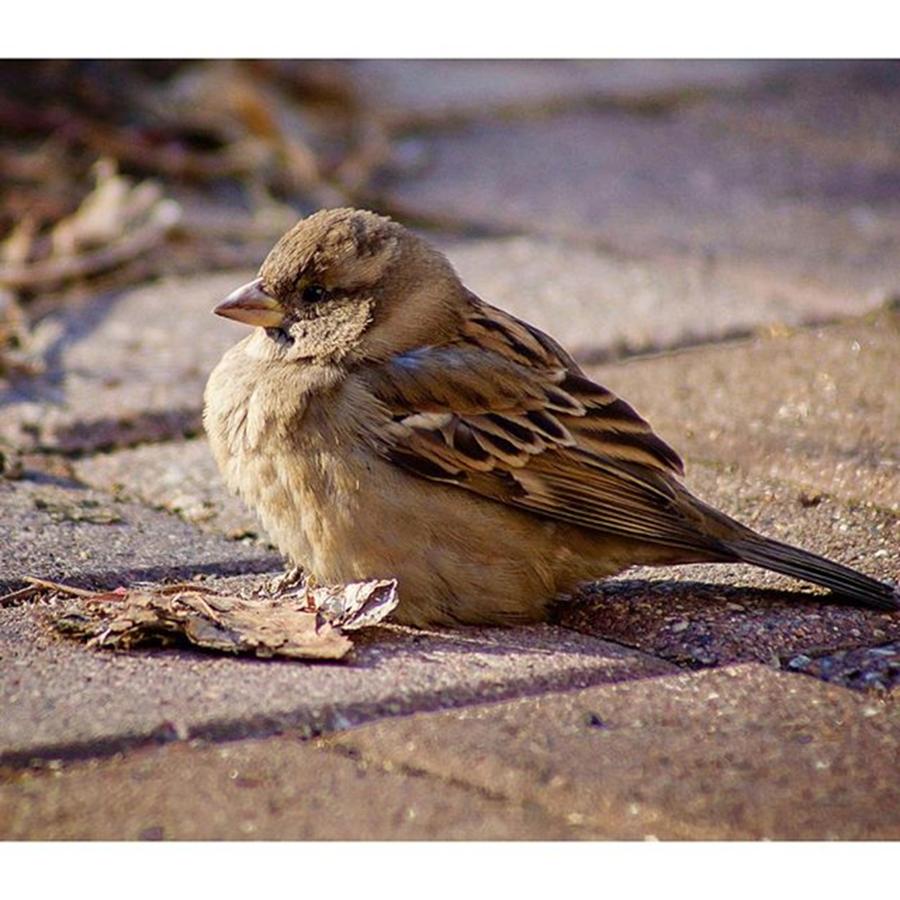 Wildlife Photograph - ❌brown Sparrow, St. Paul❌#bird by Jeff Schad