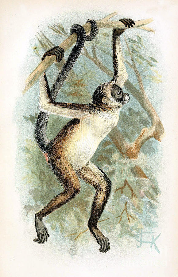 Brown Spider Monkey, Endangered Species Photograph by Biodiversity Heritage Library