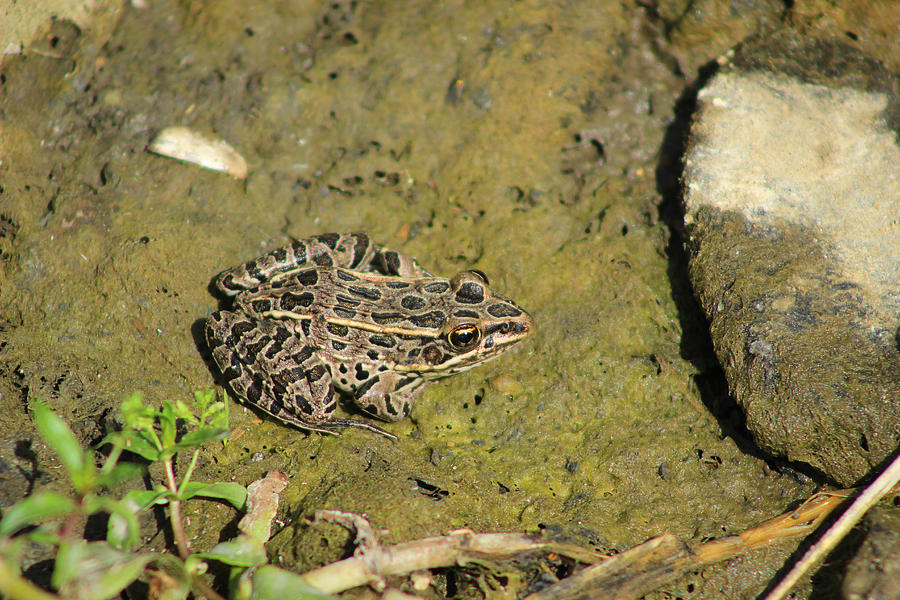 Brown Spotted Frog Photograph by Robert Hamm