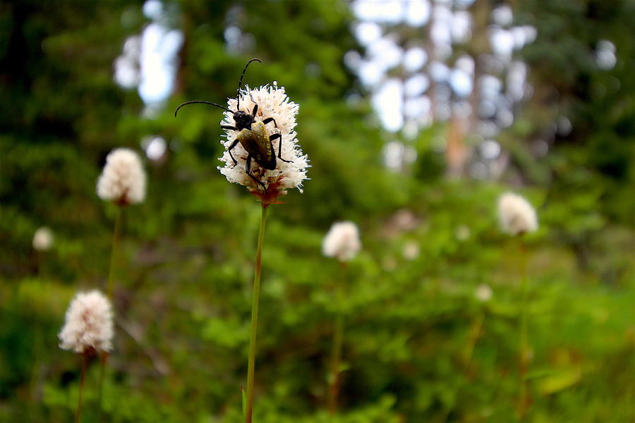 Summer Photograph - Brown Spruce Longhorn Beetle by Nicholas Miller