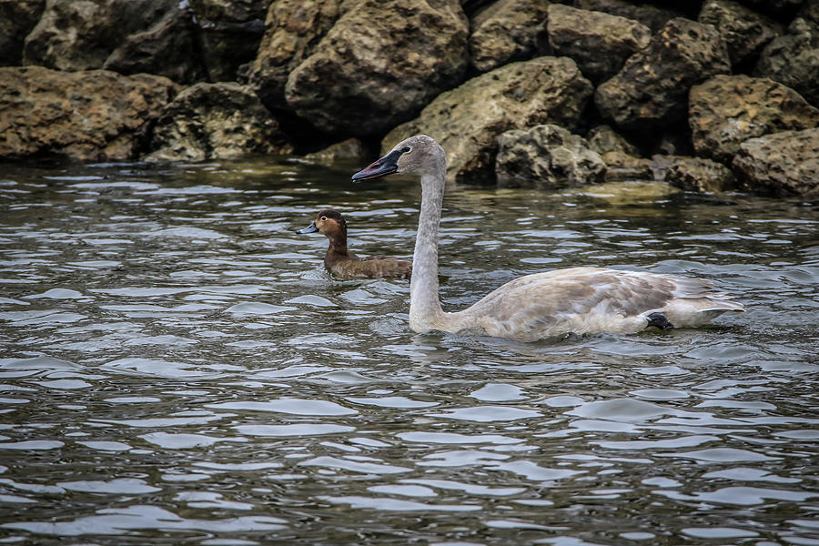 Brown Swan And Friend Photograph by Ray Congrove