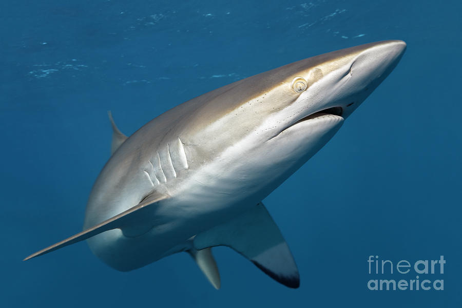 The deceitful Silky Shark Photograph by Norbert Probst