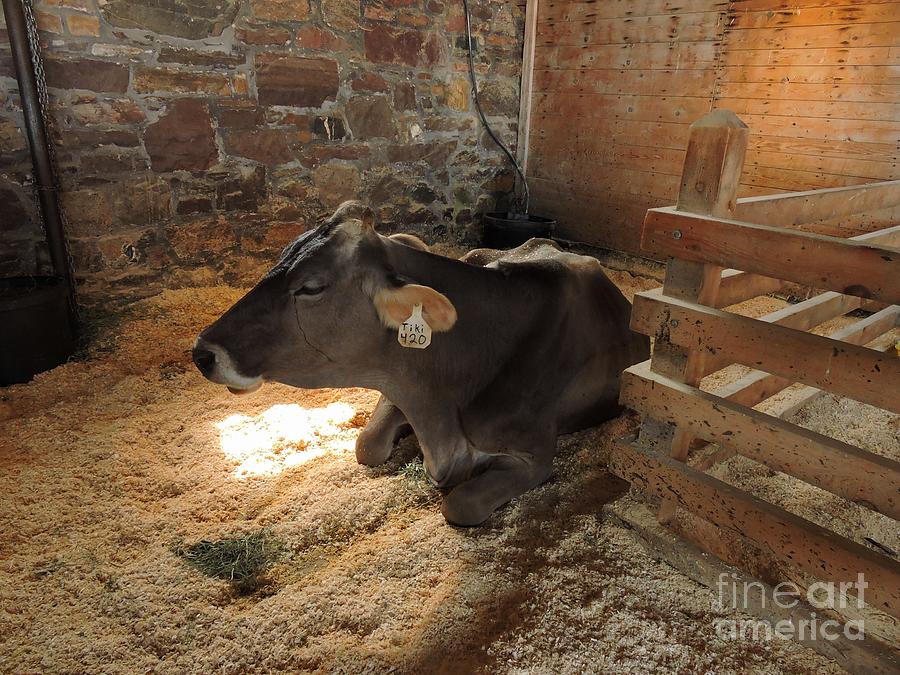 Brown Swiss Cow Photograph by Marcia Lee Jones