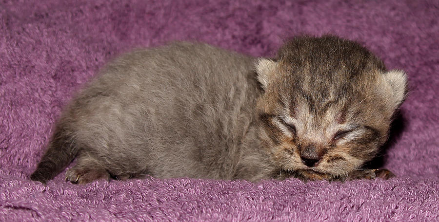 Brown Tabby Scottish Fold Kitten 1 Photograph by Robert Morin