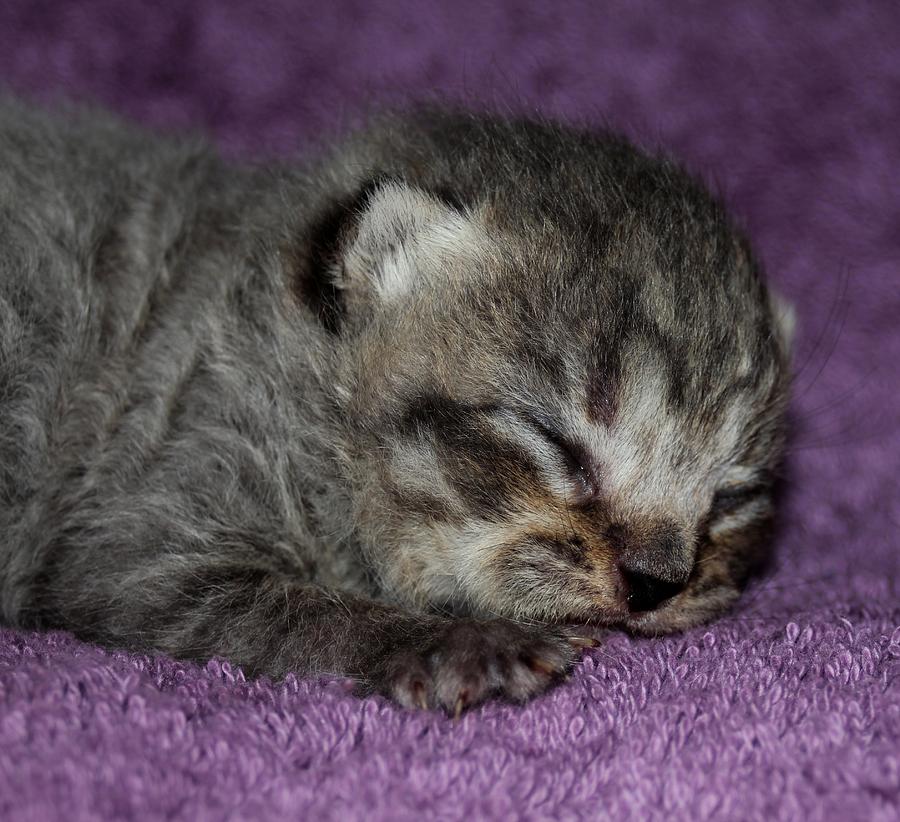 Brown Tabby Scottish Fold Kitten 3 Photograph by Robert Morin