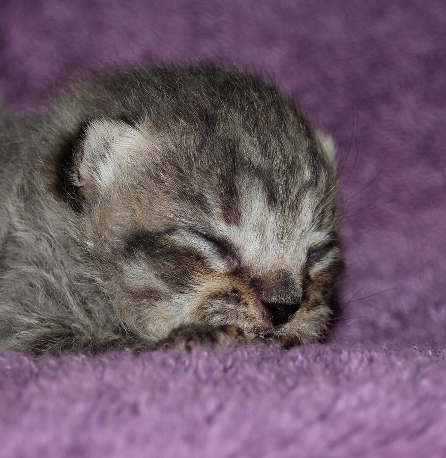 Brown Taby Scottish Fold Kitten 2 Photograph by Robert Morin