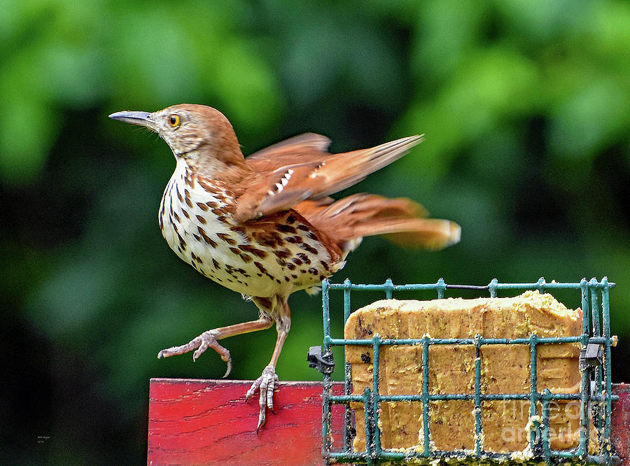 Brown Thrasher Photograph by DB Hayes