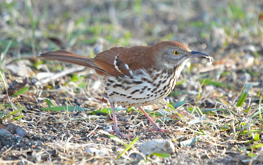 Brown Thrasher Photograph by Bonfire Photography
