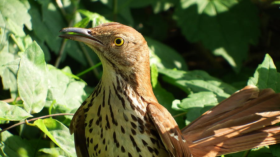 Feather Photograph - Brown Thrasher  Closeup  by Cathy Harper