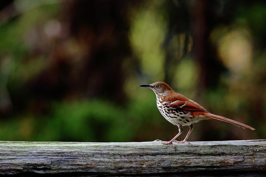 Brown Thrasher Facing East Photograph by Daniel Reed