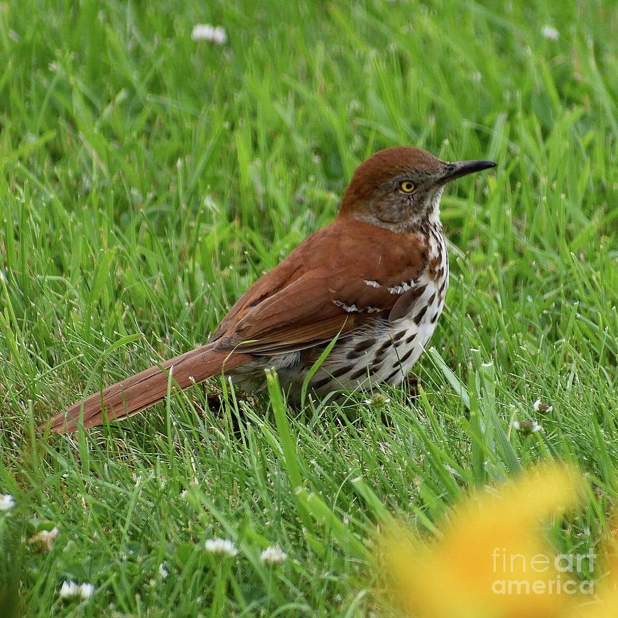 Brown Thrasher - First Sighting Photograph