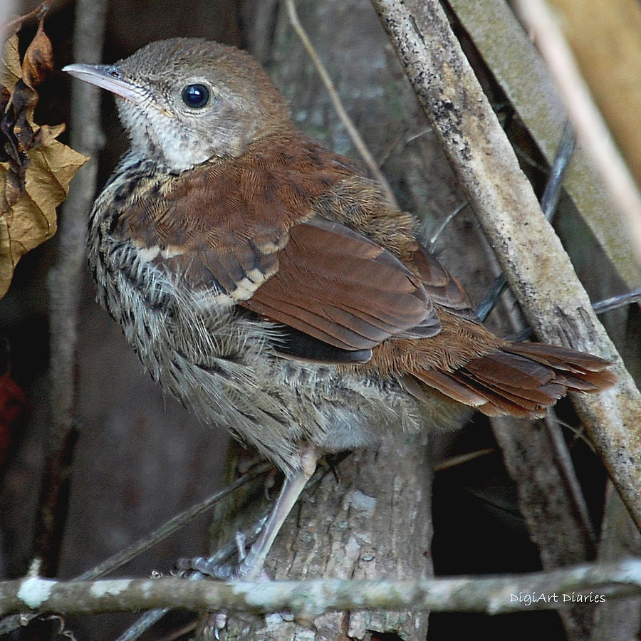 Brown Thrasher Fledgling Digital Art by DigiArt Diaries by Vicky B Fuller
