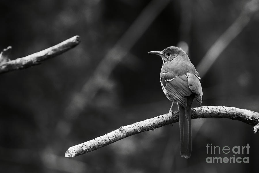 Brown Thrasher in Black and White Photograph by Rachel Morrison