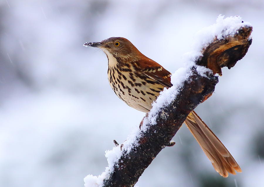 Brown Thrasher In Snow Photograph by Daniel Reed