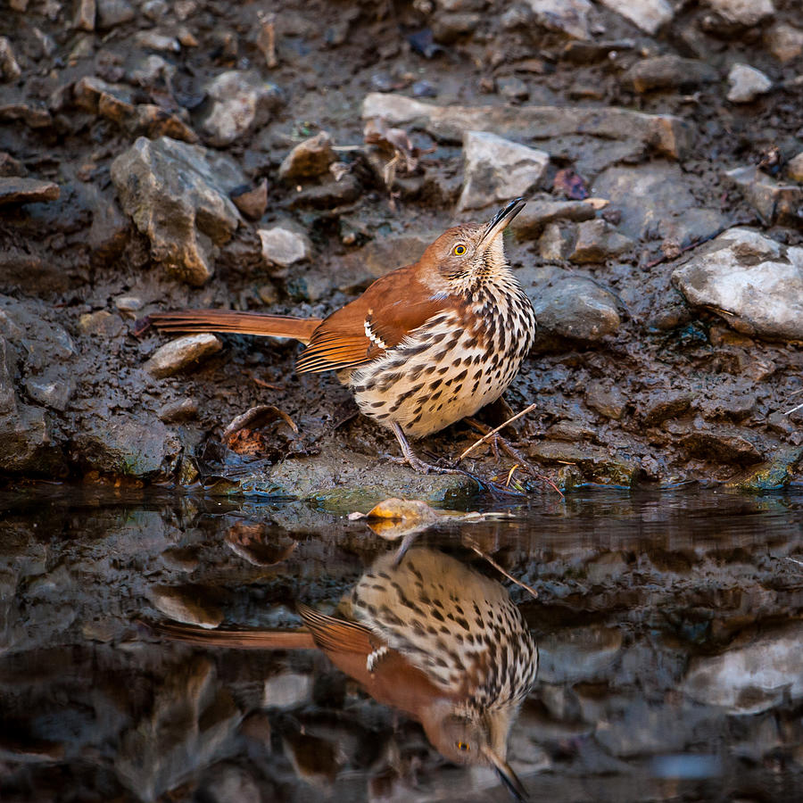 Brown Thrasher Photograph by Jeff Phillippi