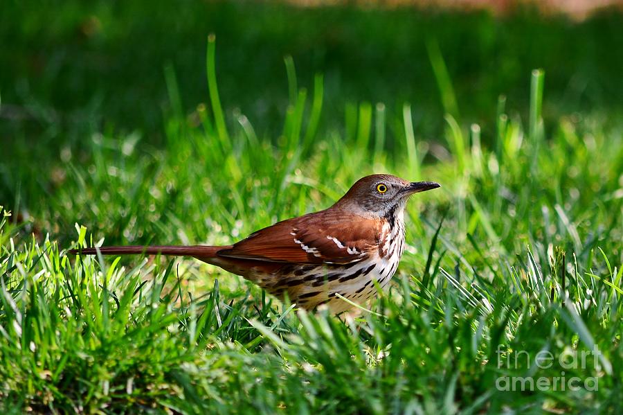 Brown Thrasher Photograph by Kelly Nowak