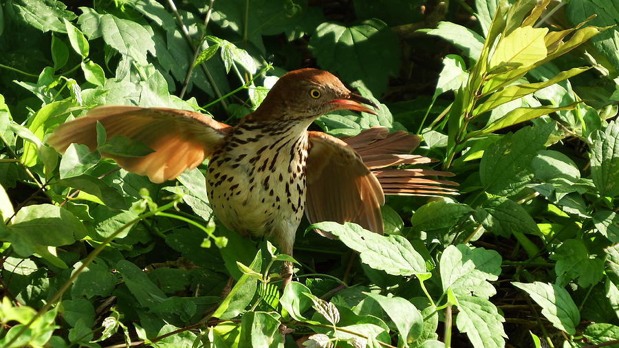 Feather Photograph - Brown Thrasher on Alert by Cathy Harper
