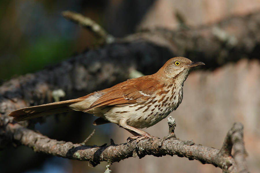 Brown Thrasher on branch Photograph by Mark Wallner - Pixels