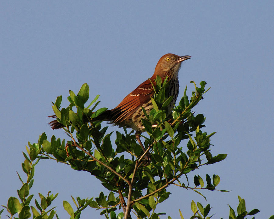 Brown Thrasher Photograph by Peggy Urban