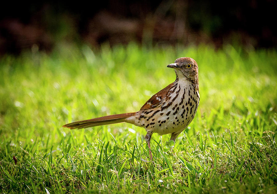 Bird Photograph - Brown Thrasher by Phil And Karen Rispin