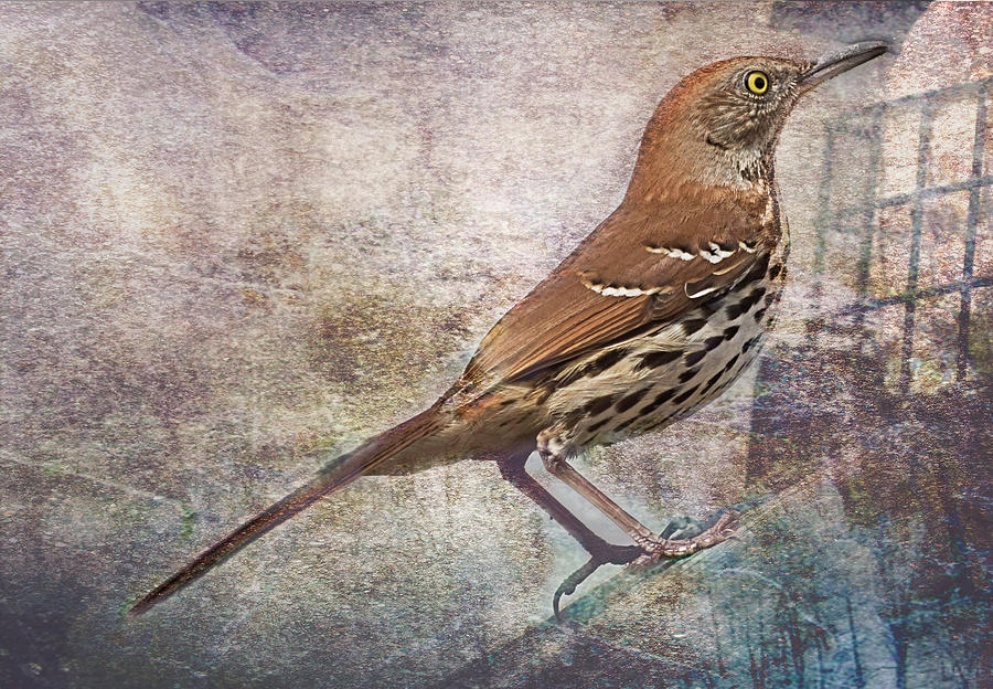 Brown Thrasher Songbird Photograph by Cynthia Wolfe