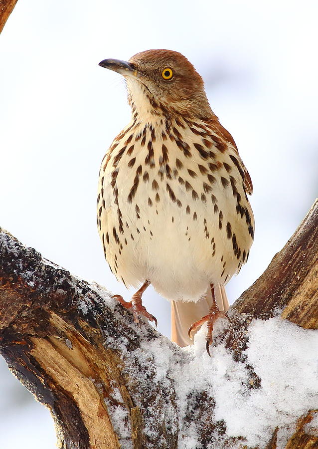 Brown Thrasher With Snow  Photograph by Daniel Reed