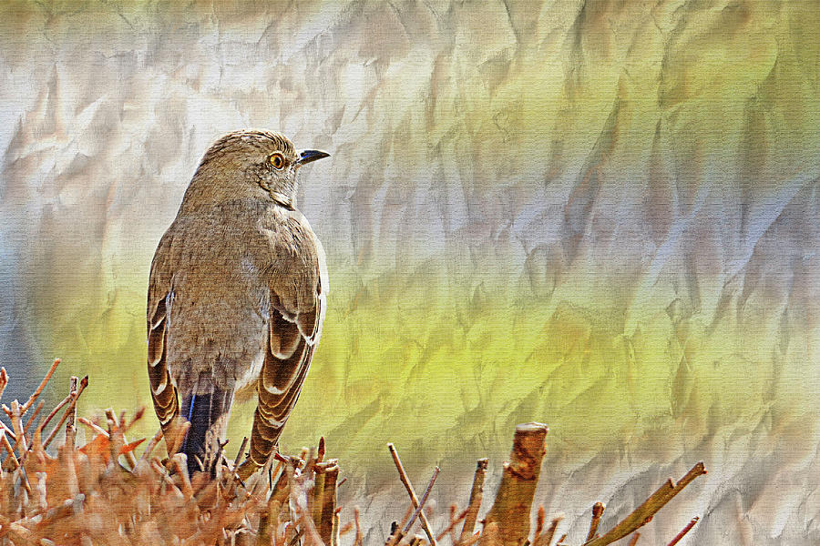 Brown Thrasher With Textures Photograph