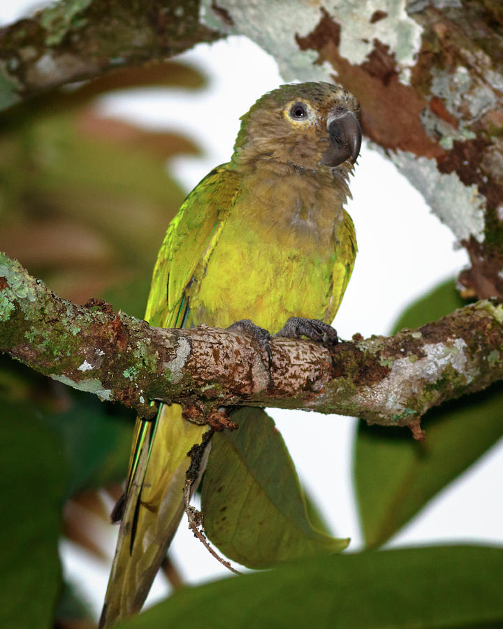 Brown Throated Parakeet La Macarena Colombia Photograph by Adam Rainoff