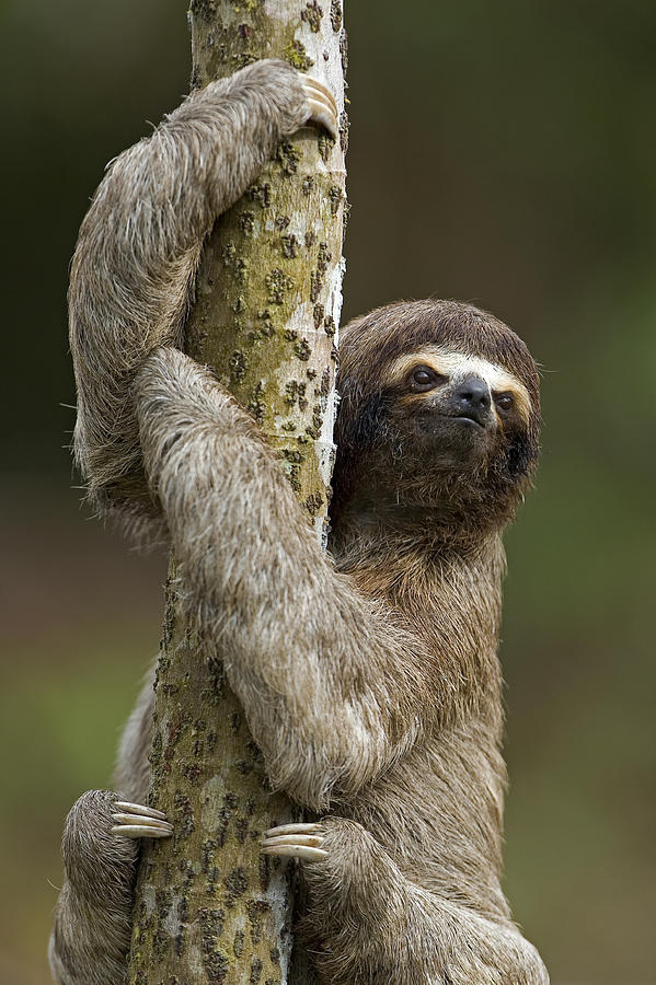 three toed sloth