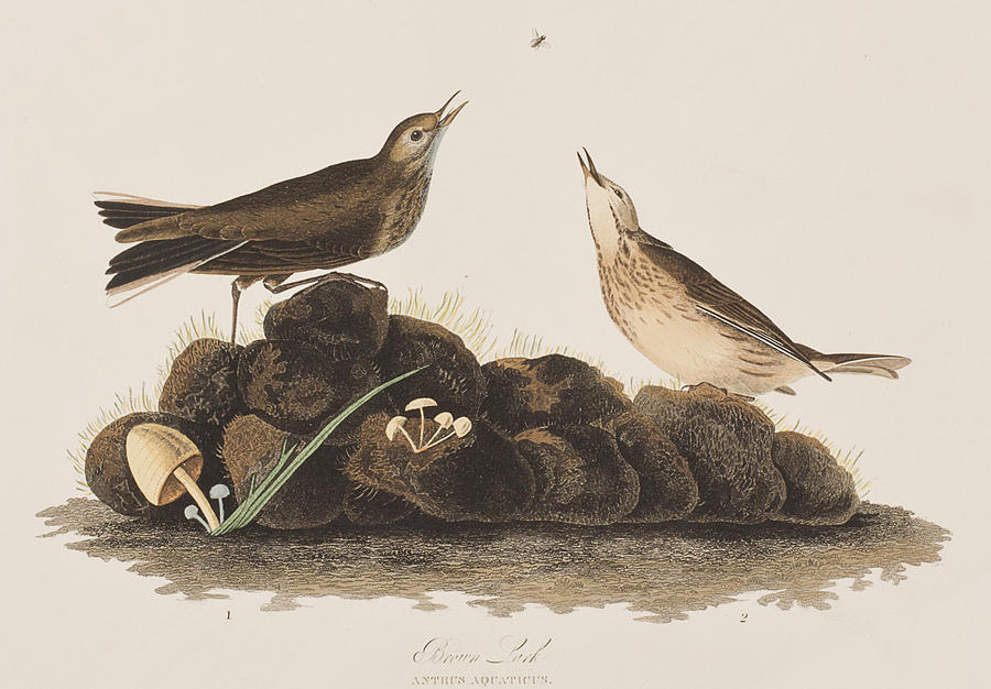 John James Audubon Painting - Brown Titlark by John James Audubon